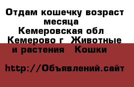 Отдам кошечку возраст 4 месяца.  - Кемеровская обл., Кемерово г. Животные и растения » Кошки   